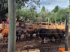 Secuestraron casi 4 toneladas de carne en mal estado de un comercio ilegal de Guaymallén. Secuestraron casi 4 toneladas de carne en mal estado de un comercio ilegal de Guaymallén.