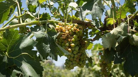 Fuertes vientos y caída de granizo sobre viviendas y terrenos cultivados, afectó unas 17 mil hectáreas productivas de Lavalle y zona Este.