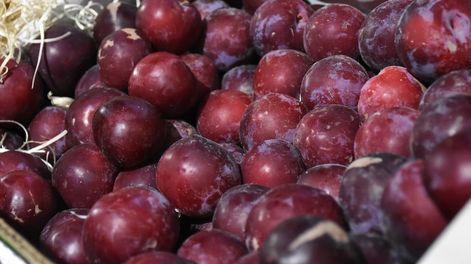 Los Andes | Comenzó la cosecha y la discusión por el precio de la ciruela. Puede estar por debajo de los valores del 2022. Foto Mariana Villa / Los Andes