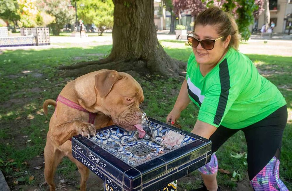 Las mascotas sufren y están expuestas a los riesgos de los golpes de calor. Cómo estar alertas y algunos consejos. Foto: Ignacio Blanco / Los Andes