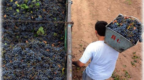 “La vitivinicultura está castigada”