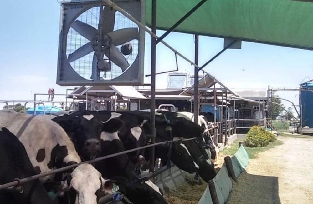 La inflación, la suba de costos y el clima impactan en el sector lechero y del arroz
