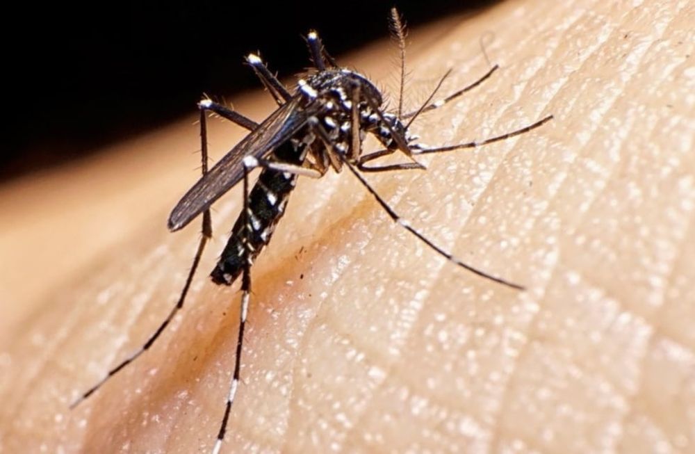 Hay 781% más casos de dengue en Mendoza y Salud sale a fortalecer acciones