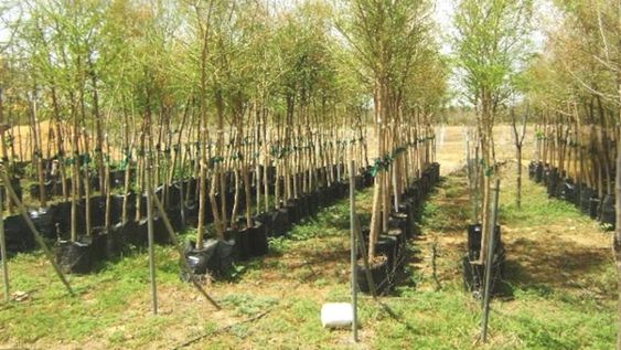 La producción artesanal en el vivero provincial alcanza un promedio anual de 6.000 ejemplares de árboles, arbustos y plantas florales, lo que en los últimos 4 años arroja un cifra de 24.000. (Foto Web)