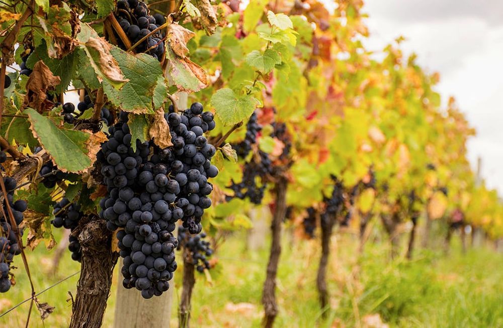 Aunque la medida de incentivo a las exportaciones fue bien recibida por el sector vitivinícola, plantean que el escenario cambió y se podría revisar la propuesta.