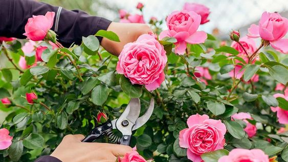 En poco tiempo, los rosales pueden recuperar vida, perfume y color dentro del jardín con los pasos esenciales.