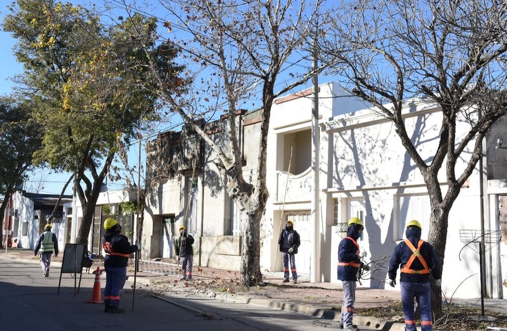 Se debe insistir en la protección de los árboles