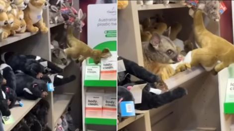 Encontraron una zarigüeya camuflada entre los peluches de un tienda.