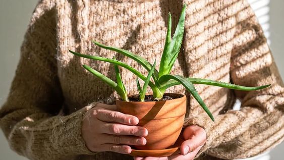 Tener una planta de aloe vera en espacios cerrados hace que pierda casi todos sus beneficios.