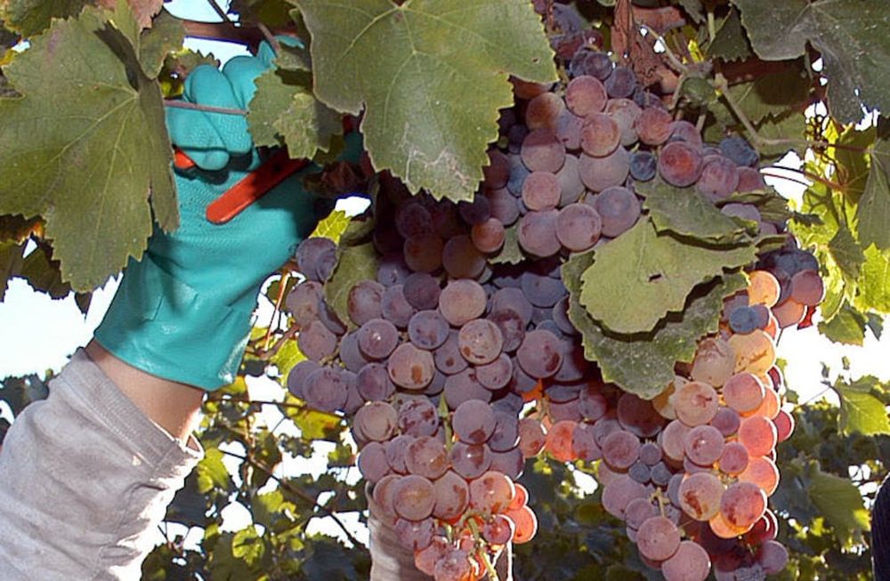 Plan Estratégico Vitivinícola: la Coviar suma el apoyo de Coninagro