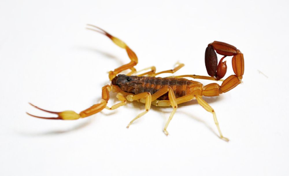Tityus carrilloi es una especie de escorpiones, muy peligroso para los seres humanos. Habita en regiones cálidas y templado-cálidas del sur de América del Sur.  Tityus carrilloi es una especie de escorpiones, muy peligroso para los seres humanos. Habita en regiones cálidas y templado-cálidas del sur de América del Sur.