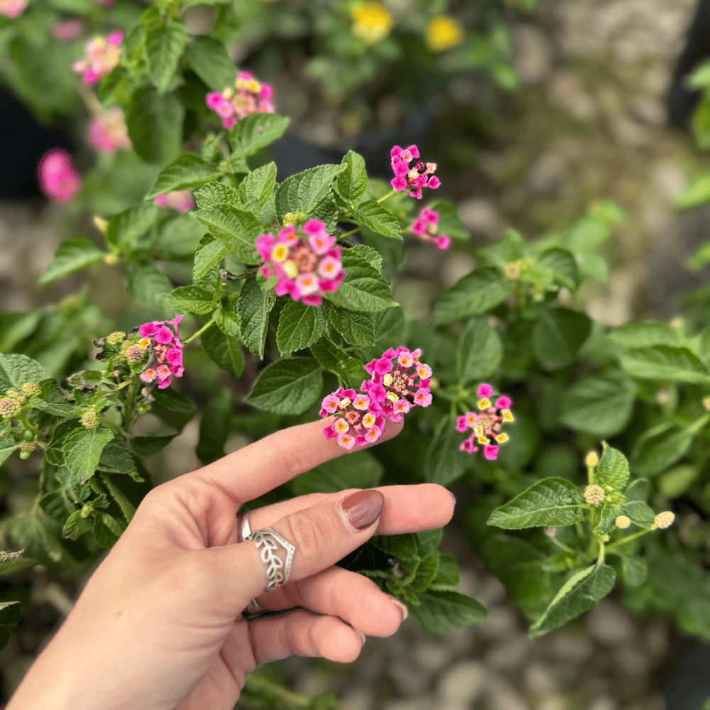 En el jard&iacute;n, las plantas y la jardiner&iacute;a regalan color durante todo el a&ntilde;o.