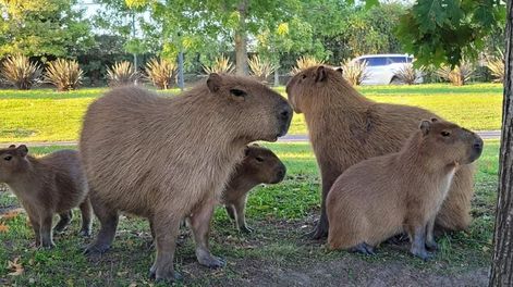 El día de hoy, se retiraron seis carpinchos del barrio de Nordelta en un operativo.&nbsp;