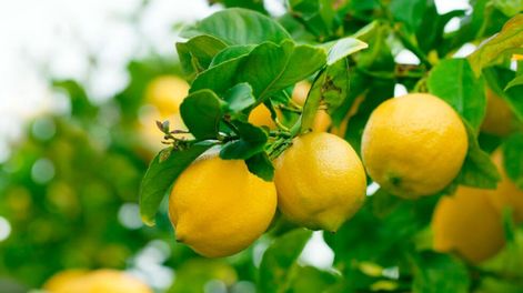 Los Andes | O33UZ56RFNE3JF5RCXJSM3HX5M.jpg?quality=75&smart=true&auth=eadf8d1c6197a5c357b01bfca065eb0dc72919b15a4f1eb59266579b7b0ade64&width=980&height=640