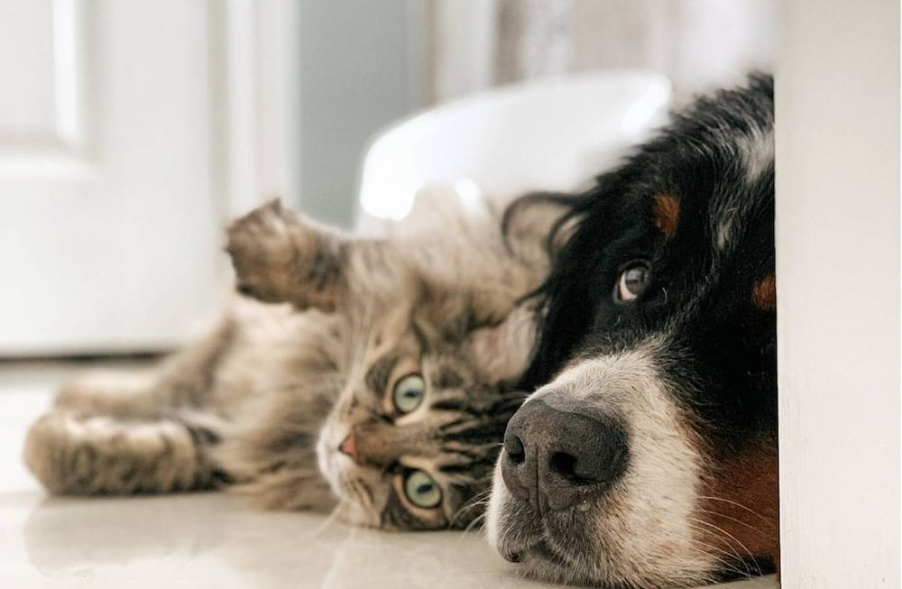 Las mascotas son tan sensibles al calor como las personas (Unsplash)