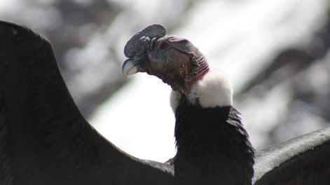 Los Andes | Fotos y videos: así fue la liberación de Ángel, el cóndor rescatado durante un megaoperativo en Potrerillos. Foto: Gentileza Martín García - Guardaparque Departamento de Fauna Silvestre