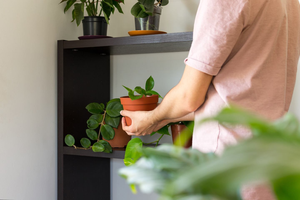 Este residuo transforma tu jardín con jardinería fácil y nutre todas tus plantas.