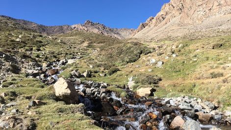 Vegas de altura en la Cordillera de los Andes con presencia de ganado. Foto: Bárbara Vento.