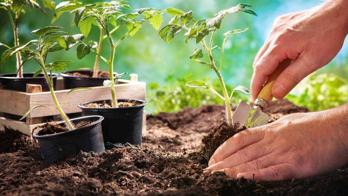 Septiembre primaveral: 3 plantas que hay que tener en casa sí o sí