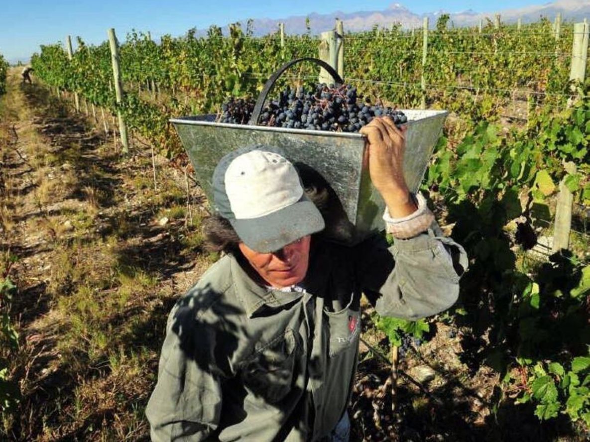 Nuevas autoridades en Asociación de Viñateros