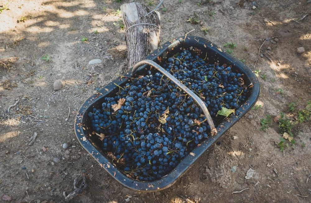 La autora asegura que las cooperativas y asociaciones de productores mejoran el poder de negociación de los agricultores, reduciendo costos operativos.