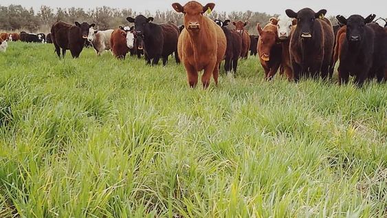 Solo en la producción de bovinos, Mendoza cuenta con 401.100 animales. Esta cifra representa 28% del total de cabezas. El resto se divide entre producción caprina, de ovinos, equinos y porcinos