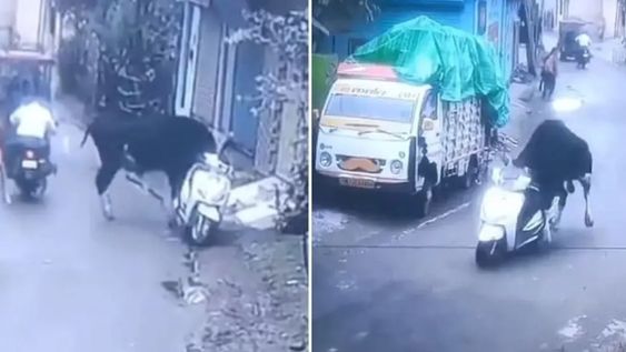 Un toro se subió a una moto, la manejó unos metros y terminó chocando