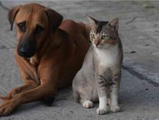 Los hábitos repetitivos de los perros están lejos de representar un problema.