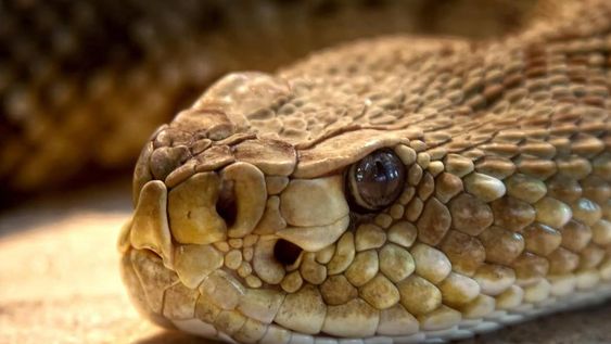 Científicos de Brasil identificaron una sustancia en el veneno de una serpiente que habita en la Argentina capaz de impedir la reproducción del coronavirus