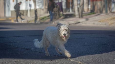 Los dueños de las calles - Por Daniel Peralta