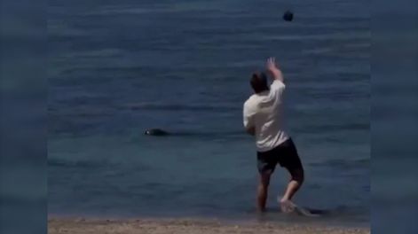 Detuvieron a un turista por atacar a una foca en peligro de extinción.