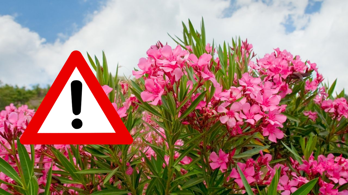 Grecia ordena eliminar este arbusto por su peligro para la salud infantil