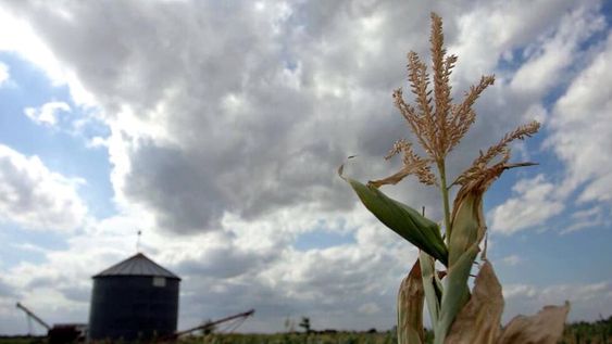 Desde 1926, en Argentina se celebra el Día del Cerealista cada 14 de agosto. Se trata de una fecha que representa al sector agropecuario, una de las actividades fuertes del país y parte sustancial de su desarrollo.
