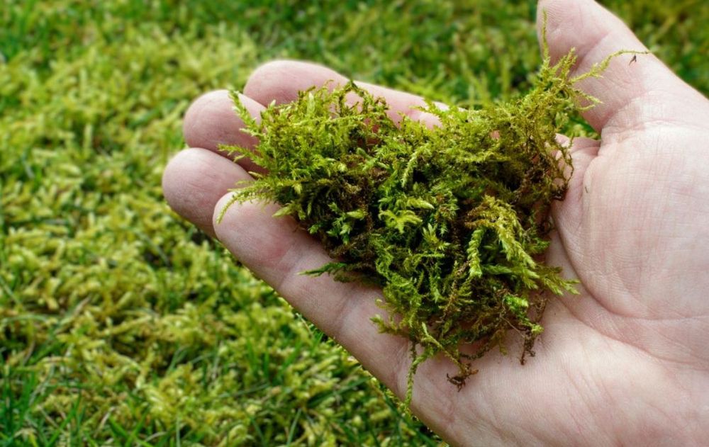 Con este residuo natural, es posible recuperar el jardín verde y saludable.