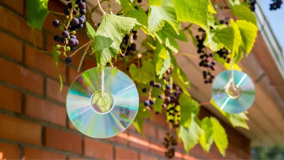 No es para decorar: para qué sirve colgar CDs en los árboles de Mendoza en primavera.