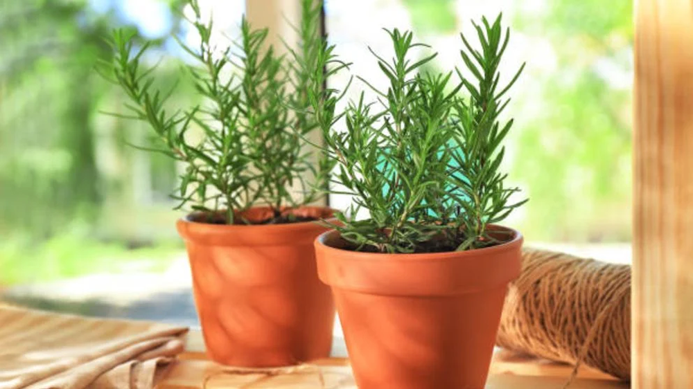 Romero en jard&iacute;n y jardiner&iacute;a: plantas arom&aacute;ticas que protegen, crecen fuertes y naturalmente.
