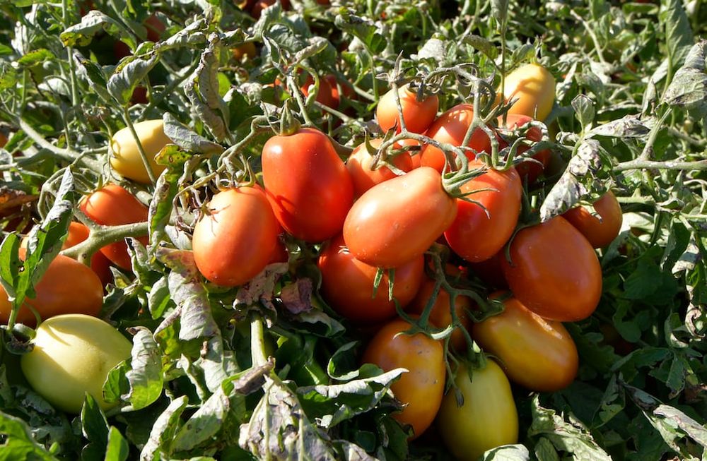 A pesar de que creció 40% la superficie cultivada, por las lluvias y el granizo este año se espera que los rendimientos por hectárea se ubiquen alrededor de las 75 toneladas / Orlando Pelichotti