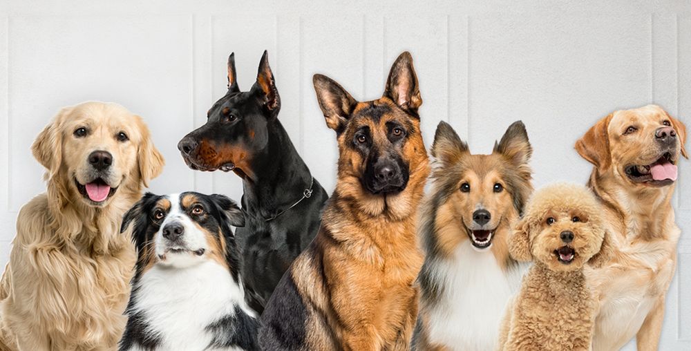 La investigación fue publicada en el Centro Nacional de Información Biotecnológica de Estados Unidos y se basó en el análisis de 832 perros de edad avanzada, evaluando aspectos como el peso, la musculatura, la salud dental, ósea y digestiva.