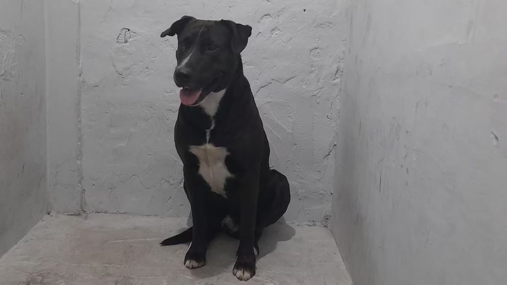 El perro fue revisado por una veterinaria de Mar del Plata y se encuentra bien.