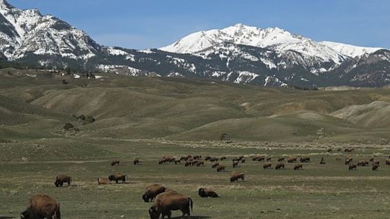 Los bisontes, si son demasiado numerosos, pueden dañar “los recursos hídricos, la vegetación y el suelo del parque”. / Foto: Gentileza Pixabay