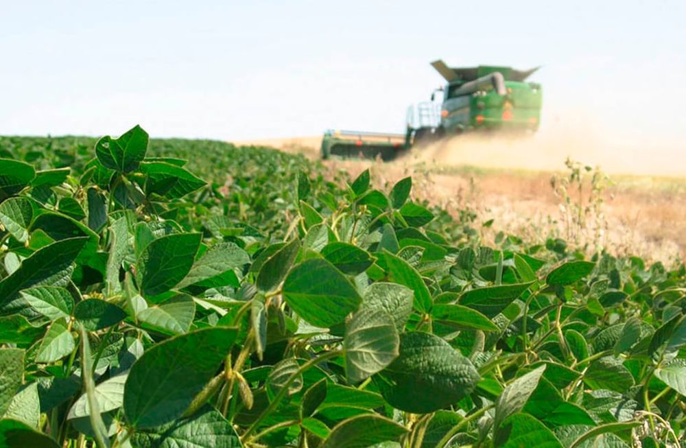 Nuevamente esta oleaginosa tiene muy buenos precios internacionales, pero la escasez de agua hace que la provincia no sea apta. Algunos intentaron y se quedaron en el camino.