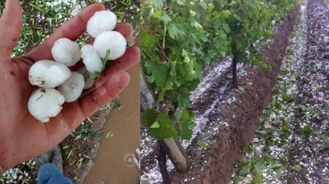 Tras el fuerte granizo, habilitan denuncias por daños productivos
