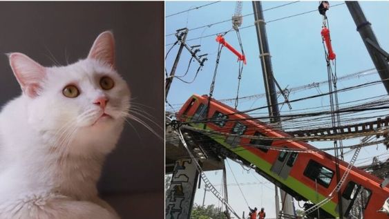 En las redes los llaman el milagro gatuno de México