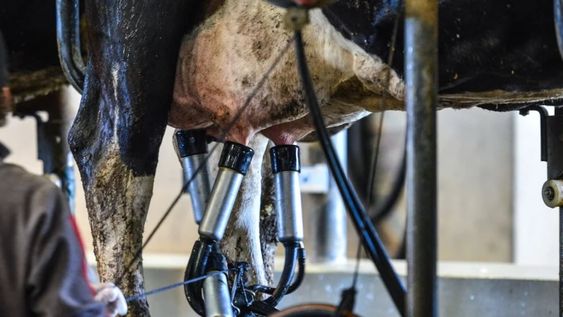 Aunque la producción de leche aumentó, los tambos aún no cubren los costos