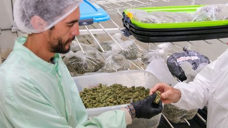 CONICET investiga el potencial del cannabis medicinal en tratamientos contra el cáncer