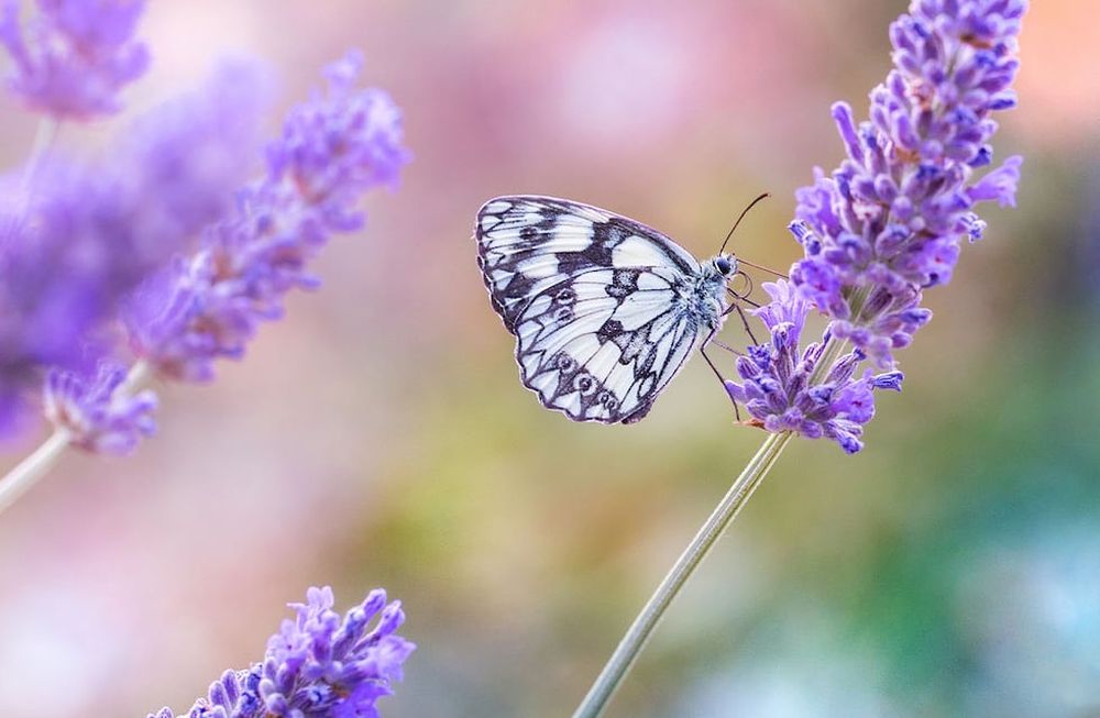 La lavanda repele polillas, pulgas, moscas y mosquitos de todo el jardín. Freepik.