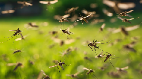 Tras la lluvia de diciembre, un truco simple ayuda a frenar mosquitos y proteger el hogar sin químicos.