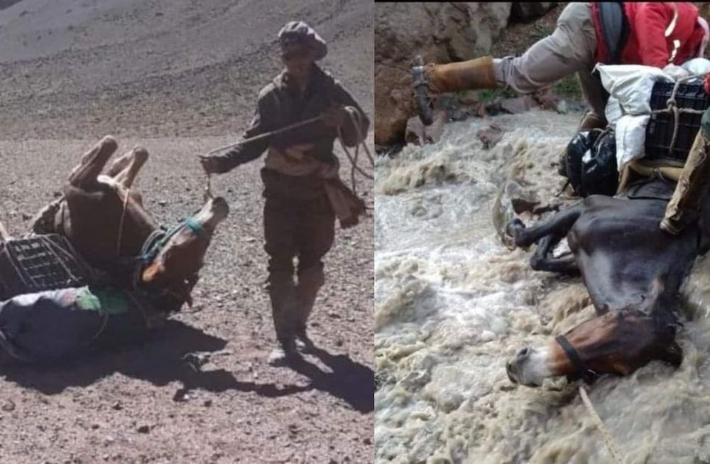 Denuncian maltrato animal hacia las mulas de carga en el Aconcagua.