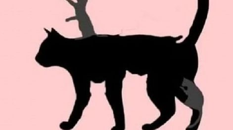 Los Andes | Dependiendo de cuantos gatos veas, es que edad tiene tu mente.