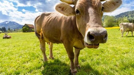 Las vacas flacas - Por Rosa Montero